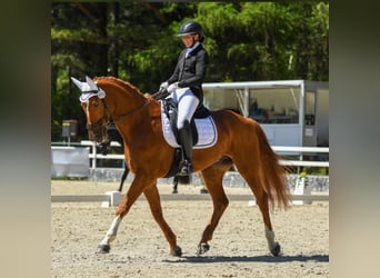 Bavarian Warmblood, Gelding, 12 years, 16,3 hh, Chestnut-Red