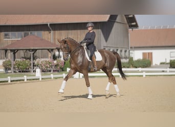 Bavarian Warmblood, Gelding, 12 years, 17.2 hh, Chestnut