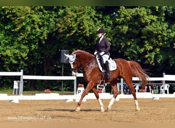 Bayerisches Warmblut, Wallach, 12 Jahre, 17 hh, Dunkelfuchs