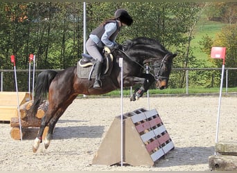 Bavarian Warmblood, Gelding, 13 years, 15,1 hh, Smoky-Black