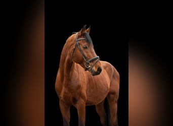 Bavarian Warmblood, Gelding, 13 years, 15,3 hh, Brown