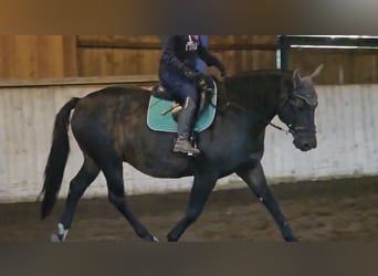 Bavarian Warmblood, Gelding, 13 years, 16.1 hh, Bay-Dark