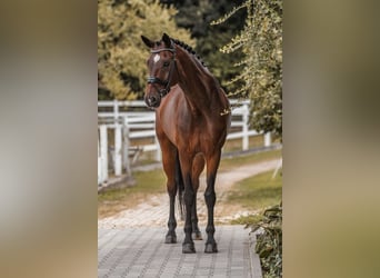 Bavarian Warmblood, Gelding, 13 years, 16,2 hh, Brown