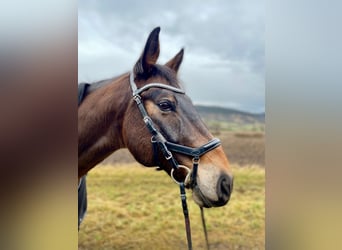 Bavarian Warmblood, Gelding, 13 years, 16,2 hh, Brown