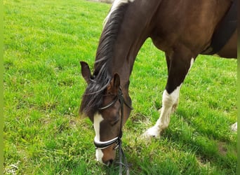 Bavarian Warmblood, Gelding, 13 years, 16.2 hh, Pinto