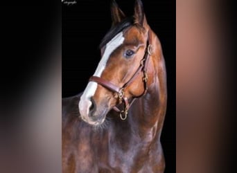 Bavarian Warmblood, Gelding, 13 years, 16 hh, Brown