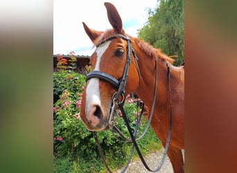 Bavarian Warmblood, Gelding, 13 years, 16 hh, Chestnut-Red