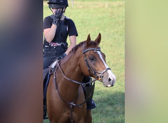 Bavarian Warmblood, Gelding, 13 years, 16 hh, Chestnut-Red