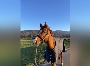 Bavarian Warmblood, Gelding, 13 years, 16 hh, Chestnut-Red