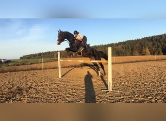 Bavarian Warmblood, Gelding, 13 years, 17.2 hh, Bay-Dark