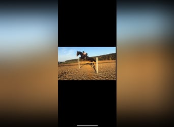 Bavarian Warmblood, Gelding, 13 years, 17.2 hh, Black
