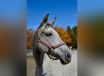 Bavarian Warmblood, Gelding, 13 years, 17,2 hh, Gray