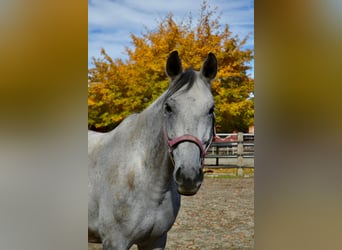 Bavarian Warmblood, Gelding, 13 years, 17,2 hh, Gray