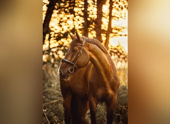 Bavarian Warmblood, Gelding, 13 years, 17 hh, Bay-Dark