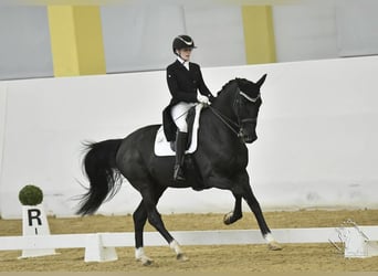 Bavarian Warmblood, Gelding, 13 years