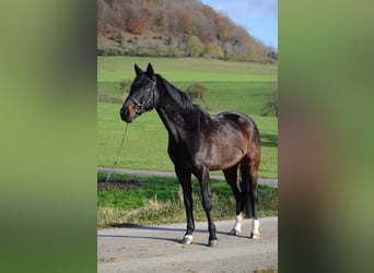 Bavarian Warmblood, Gelding, 14 years, 15,1 hh, Smoky-Black