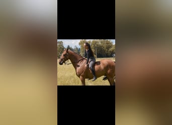 Bavarian Warmblood, Gelding, 14 years, 16,1 hh, Brown