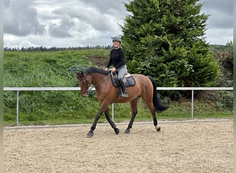 Bavarian Warmblood, Gelding, 14 years, 16.1 hh, Brown