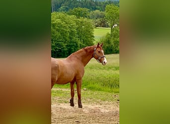 Bavarian Warmblood, Gelding, 14 years, 16.2 hh, Chestnut-Red