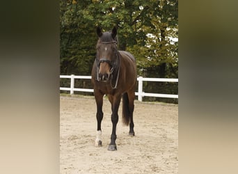 Bavarian Warmblood, Gelding, 14 years, 16 hh, Bay-Dark