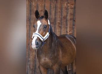 Bavarian Warmblood, Gelding, 14 years, 16 hh, Bay-Dark