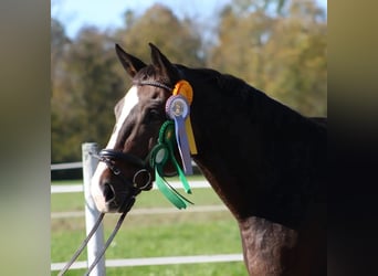 Bavarian Warmblood, Gelding, 14 years, 16 hh, Bay-Dark