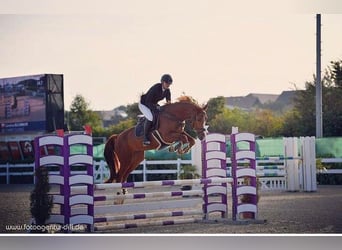 Bavarian Warmblood, Gelding, 14 years, 16 hh, Chestnut-Red