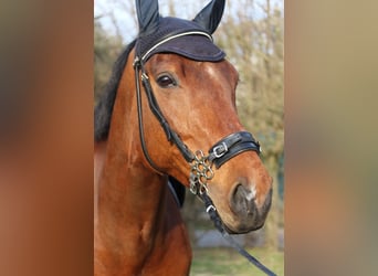 Bavarian Warmblood, Gelding, 14 years, 16 hh