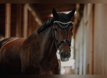 Bavarian Warmblood, Gelding, 14 years, 16,3 hh, Brown