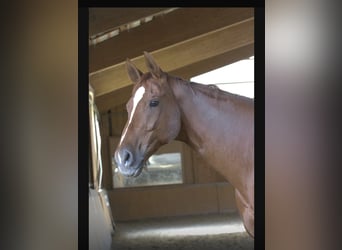 Bavarian Warmblood, Gelding, 14 years, 17,2 hh, Chestnut