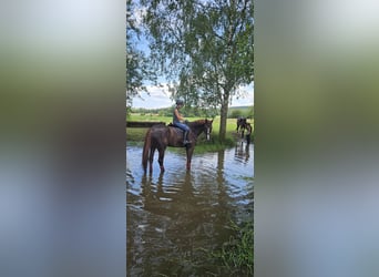 Bavarian Warmblood, Gelding, 14 years, 17.3 hh, Chestnut