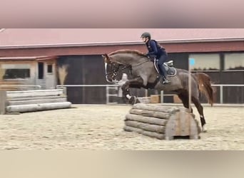 Bavarian Warmblood, Gelding, 14 years, 17.3 hh, Chestnut