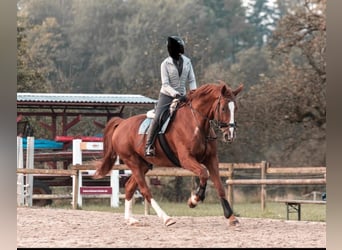 Bavarian Warmblood, Gelding, 14 years, 17 hh, Chestnut-Red