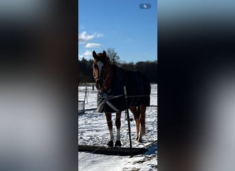 Bavarian Warmblood, Gelding, 14 years, 17 hh, Chestnut-Red