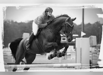 Bavarian Warmblood, Gelding, 14 years, 17,2 hh, Brown