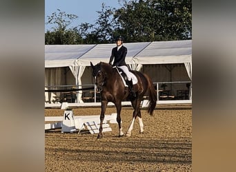 Bavarian Warmblood, Gelding, 14 years, 17,3 hh, Chestnut
