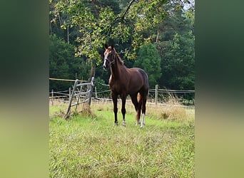 Bavarian Warmblood, Gelding, 14 years, 17,3 hh, Chestnut