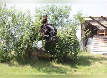 Bavarian Warmblood, Gelding, 15 years, 16,1 hh, Black