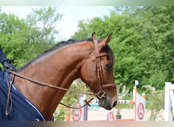 Bavarian Warmblood, Gelding, 15 years, 16.1 hh, Brown