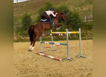 Bavarian Warmblood, Gelding, 15 years, 16,1 hh, Chestnut-Red