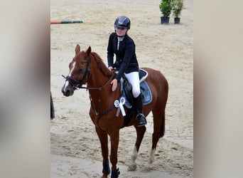 Bavarian Warmblood, Gelding, 15 years, 16,1 hh, Chestnut-Red