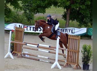 Bavarian Warmblood, Gelding, 15 years, 16,1 hh, Chestnut-Red