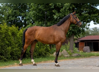 Bavarian Warmblood, Gelding, 15 years, 16.2 hh, Bay-Dark