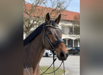 Bavarian Warmblood, Gelding, 15 years, 16,2 hh, Brown