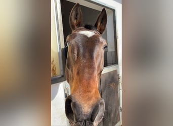 Bavarian Warmblood, Gelding, 15 years, 17 hh, Brown