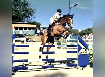 Bavarian Warmblood, Gelding, 15 years, 17 hh, Brown