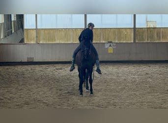Bavarian Warmblood, Gelding, 15 years, 17,1 hh, Black