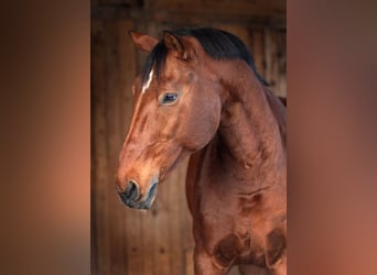 Bavarian Warmblood, Gelding, 15 years, 17,2 hh, Brown