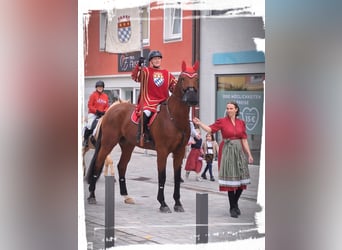 Bavarian Warmblood, Gelding, 15 years, 17,2 hh, Brown