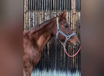 Bavarian Warmblood, Gelding, 16 years, 16,2 hh, Chestnut